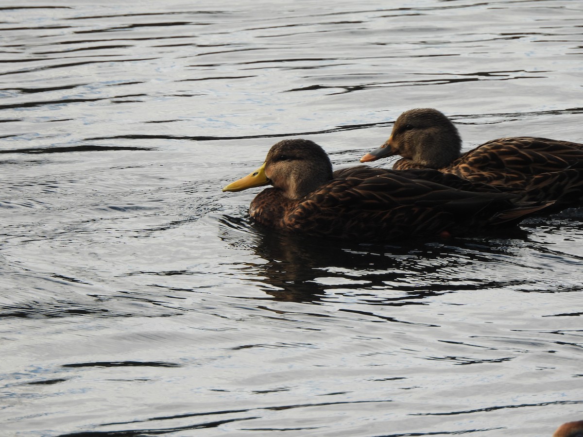 Mottled Duck - ML647859480