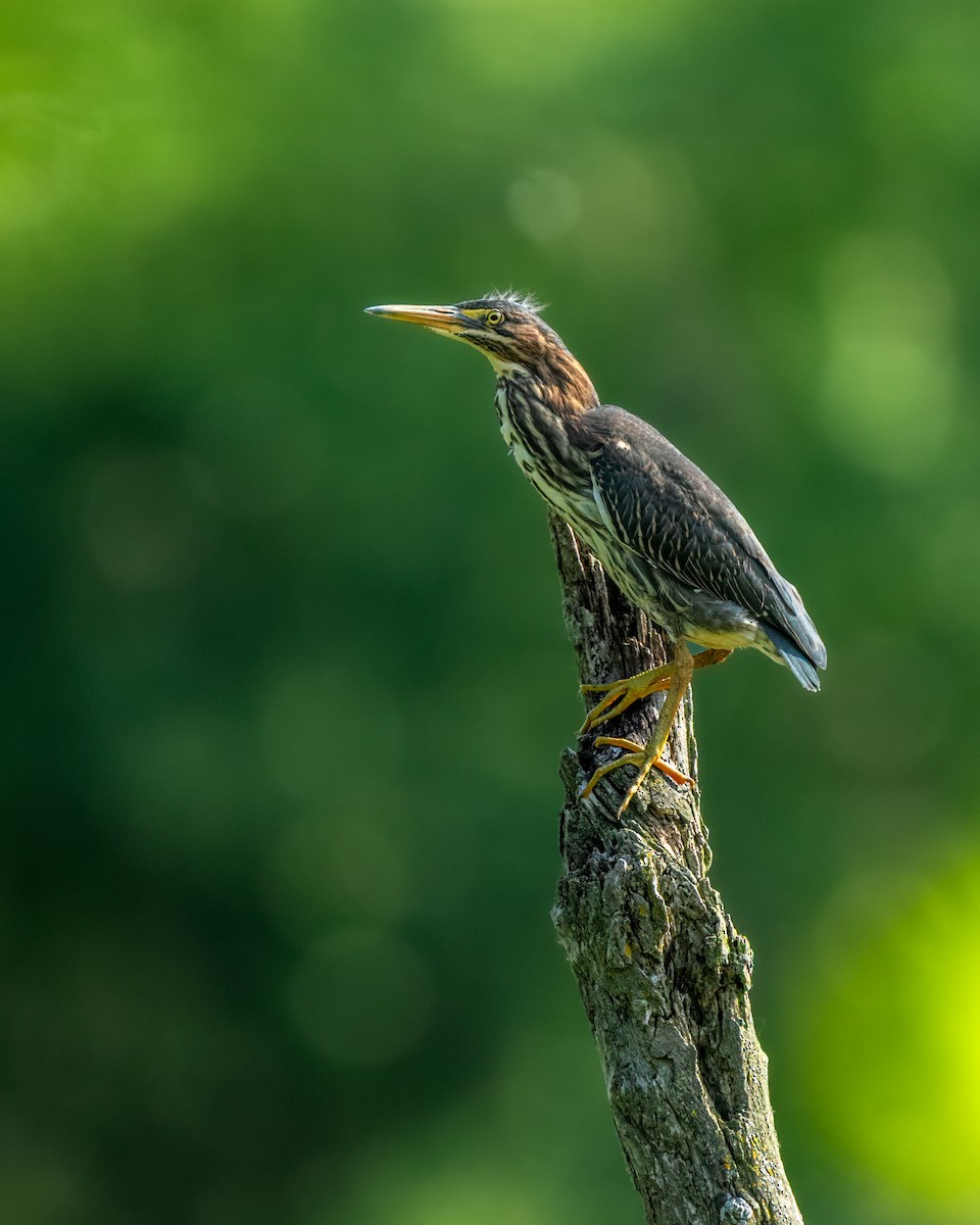 Green Heron - ML647859484