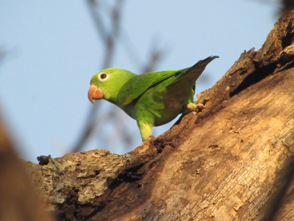 Yellow-chevroned Parakeet - ML647859485