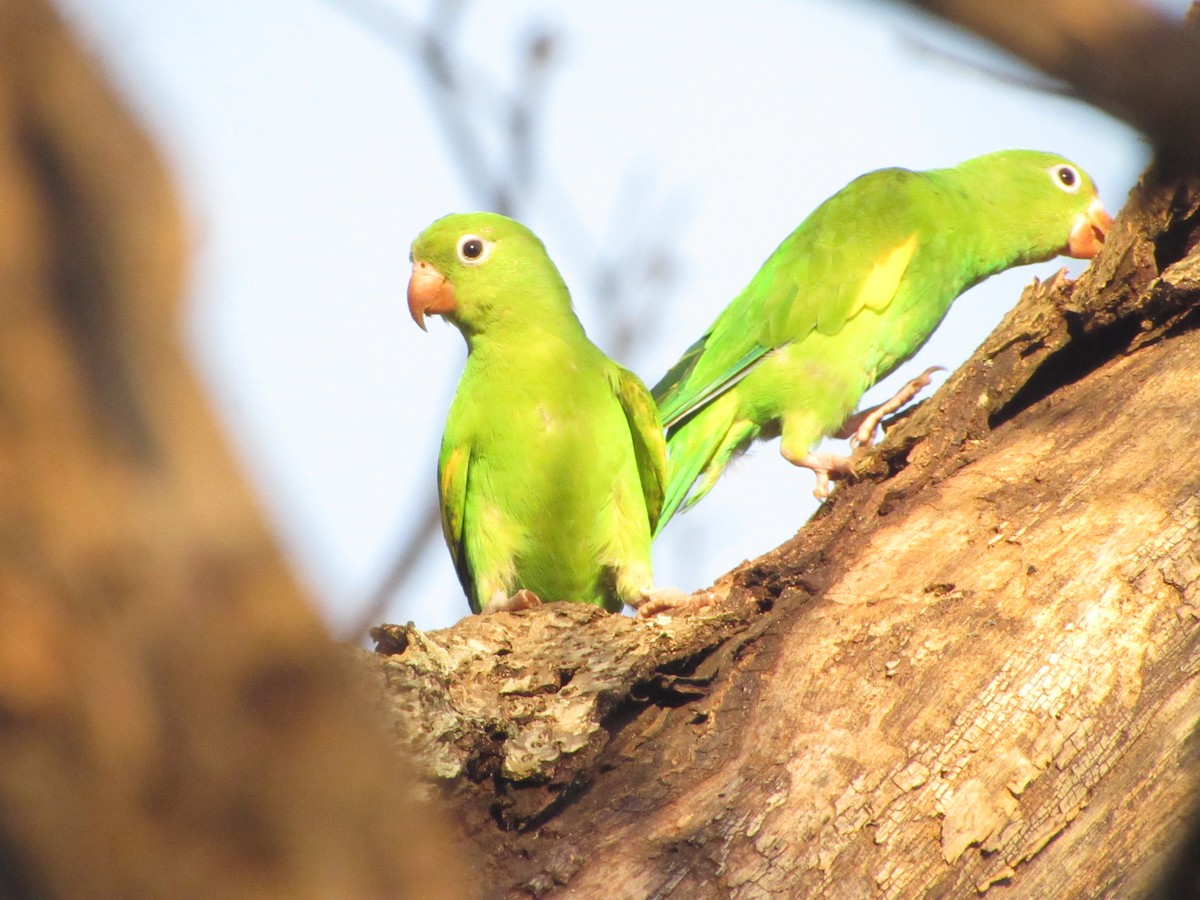 Yellow-chevroned Parakeet - ML647859486