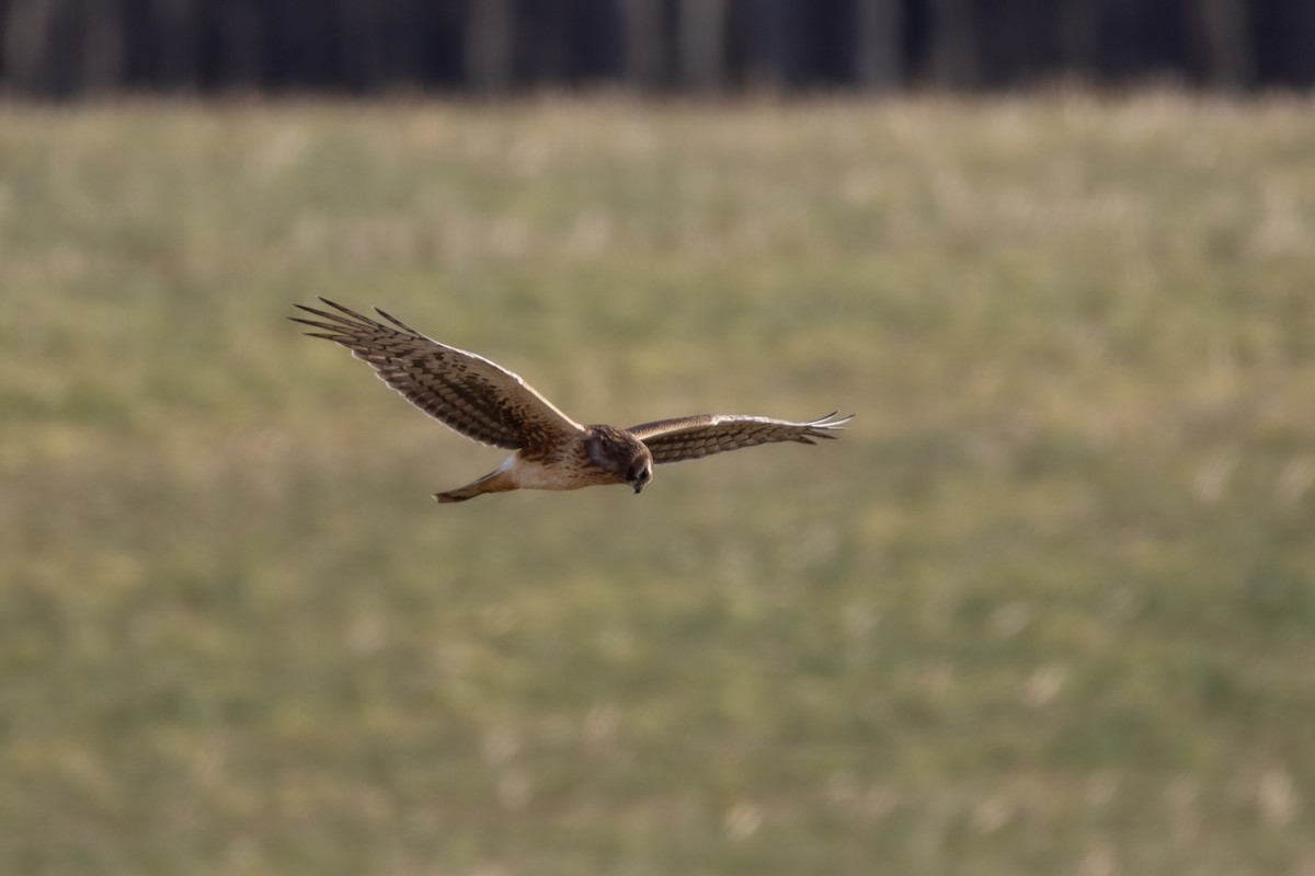 Northern Harrier - ML647859487