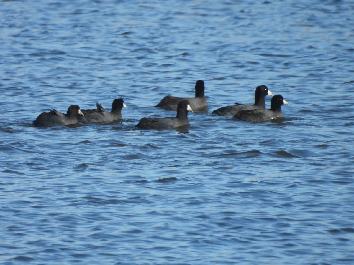 American Coot - ML647859488