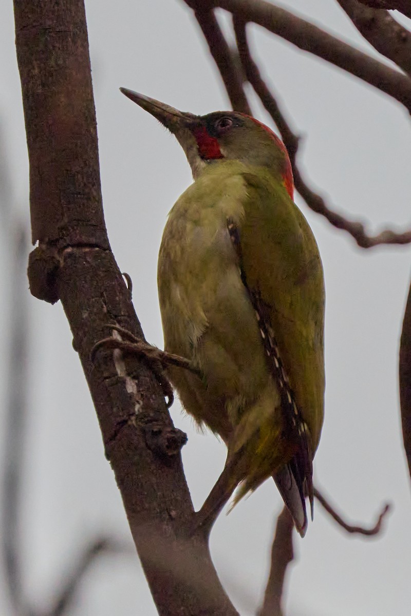 Iberian Green Woodpecker - ML647859492