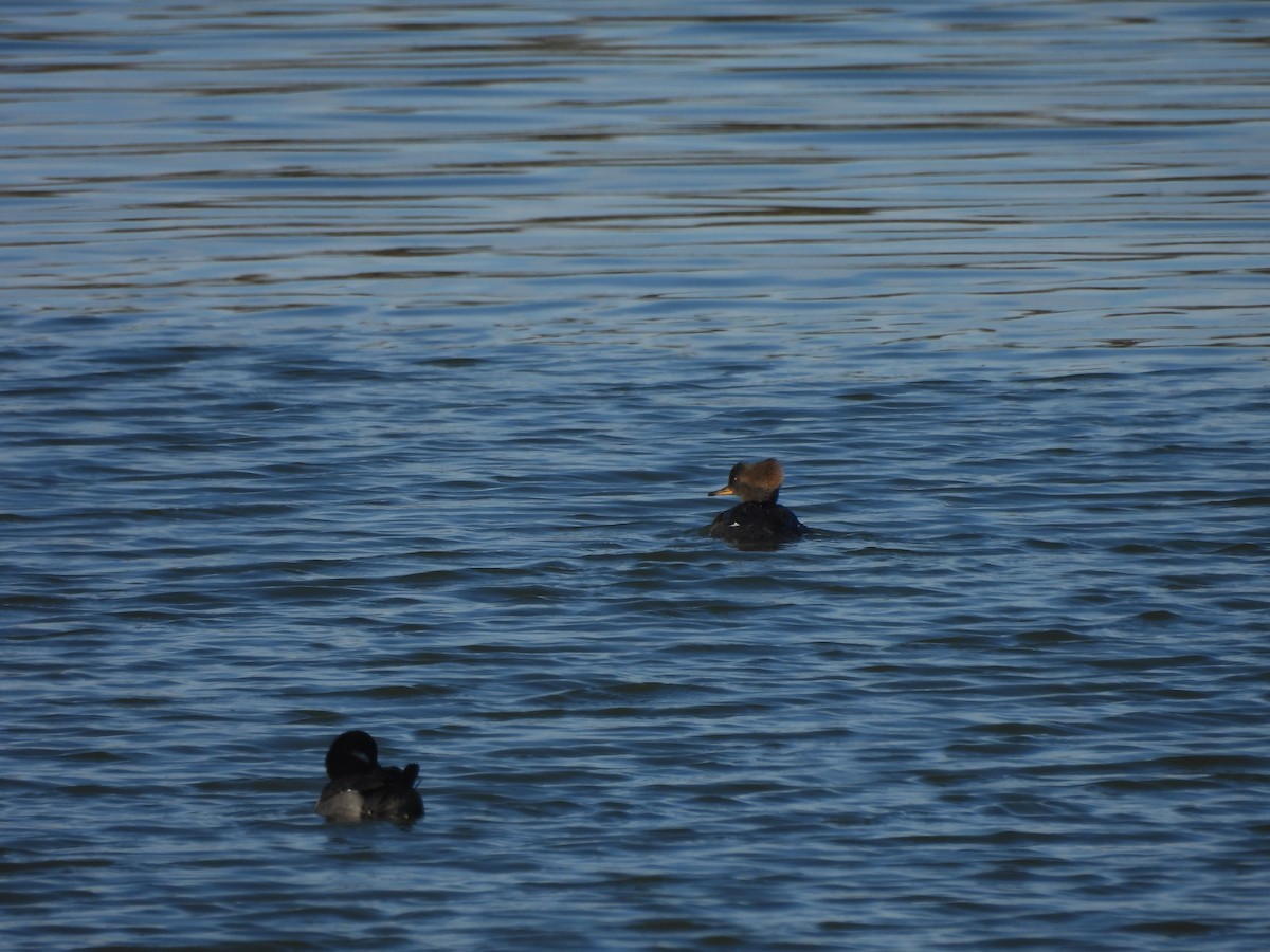 Hooded Merganser - ML647859494