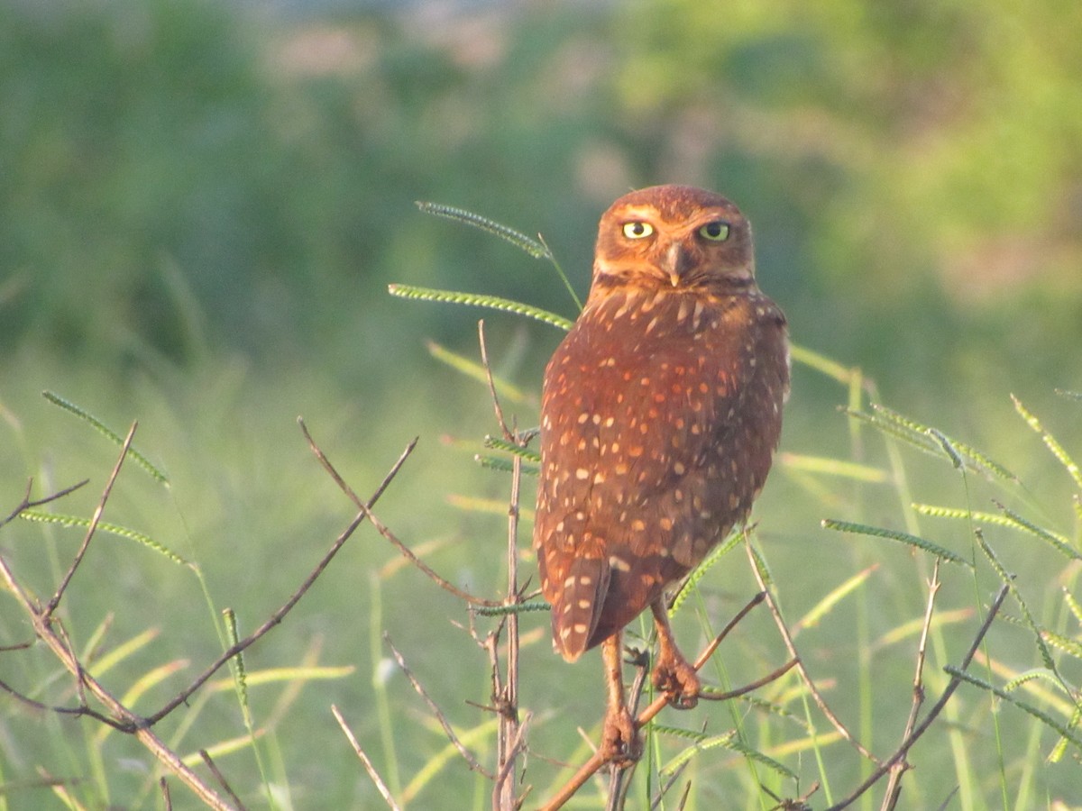 Burrowing Owl - ML647859496