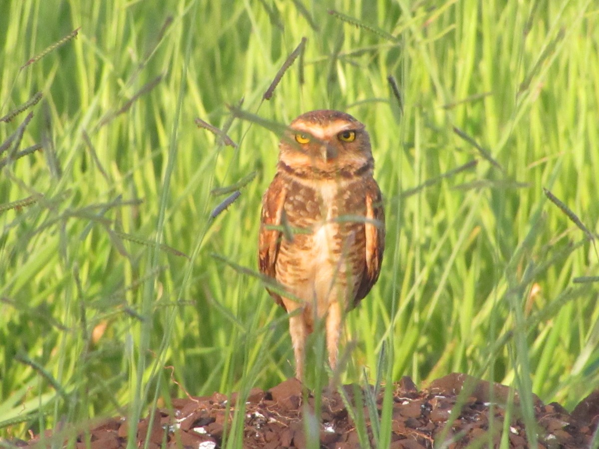 Burrowing Owl - ML647859497