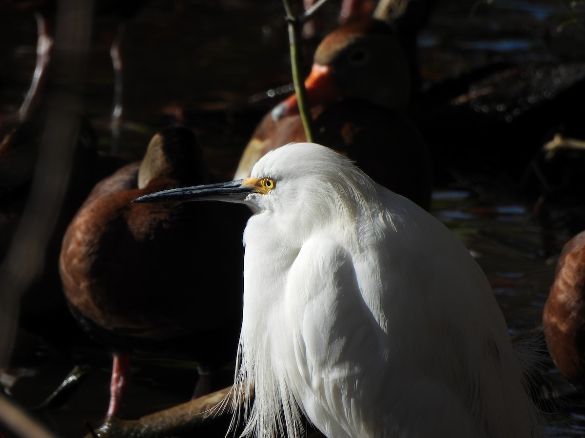 Snowy Egret - ML647859498