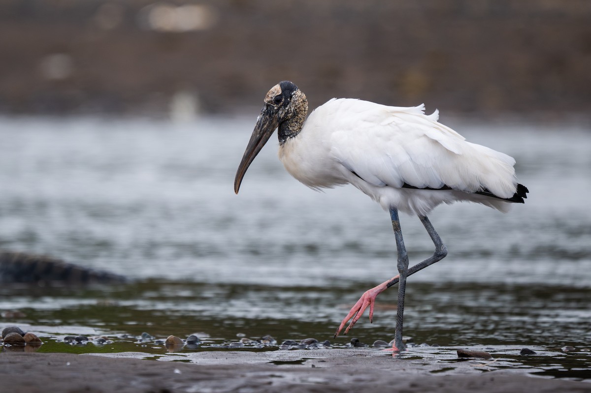 Wood Stork - ML647859499