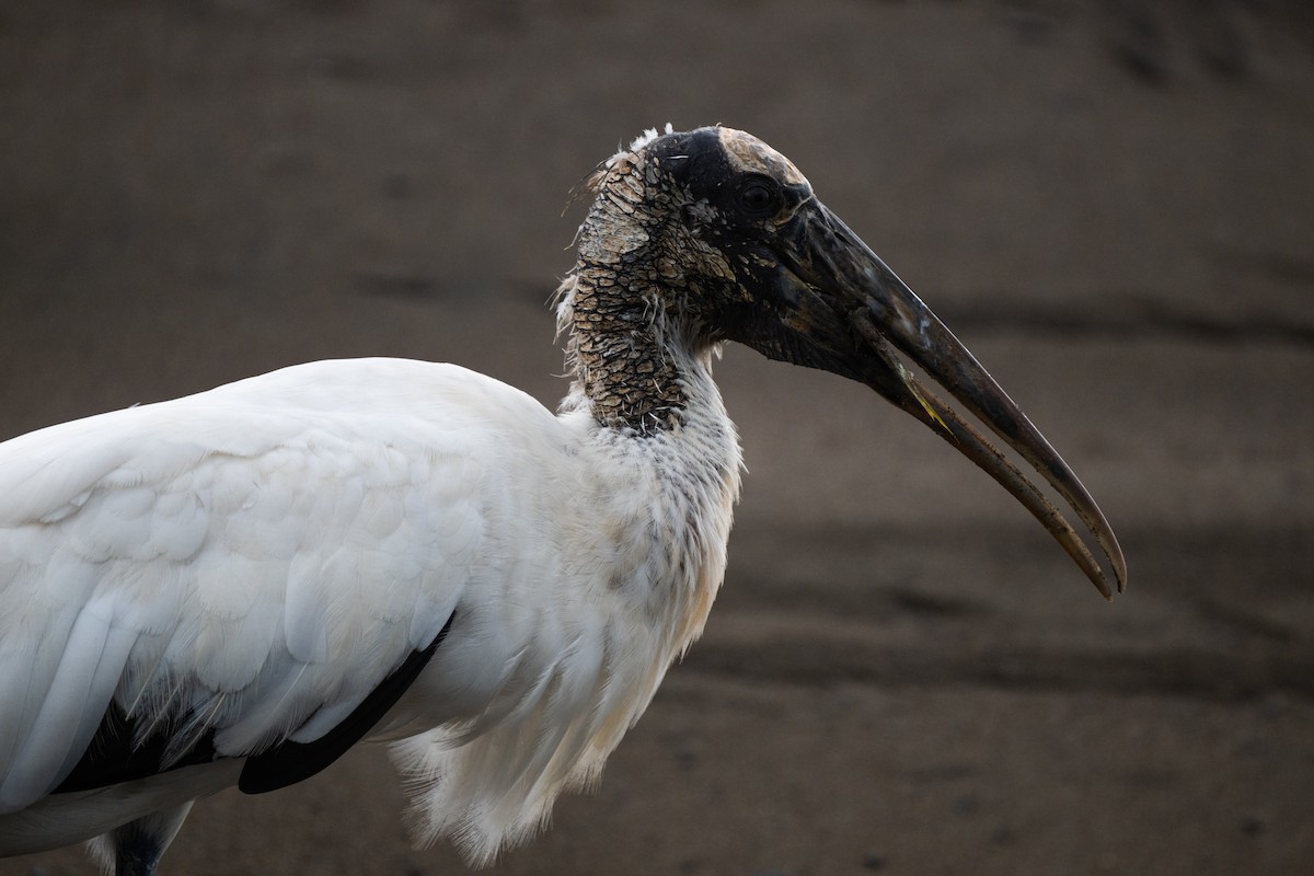 Wood Stork - ML647859500