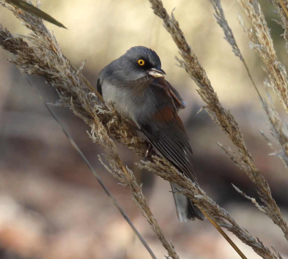 Yellow-eyed Junco - ML647859501