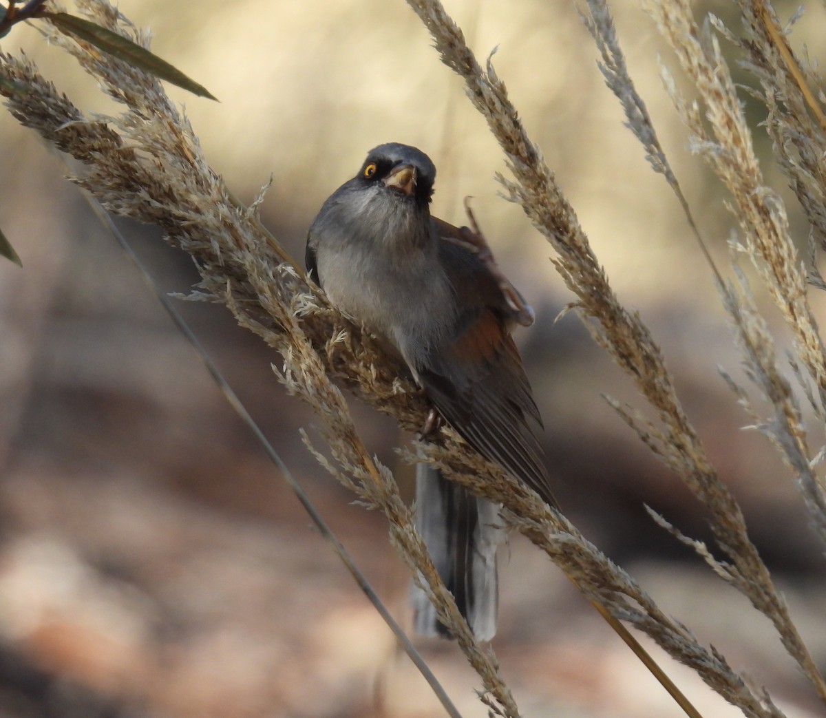 Yellow-eyed Junco - ML647859502