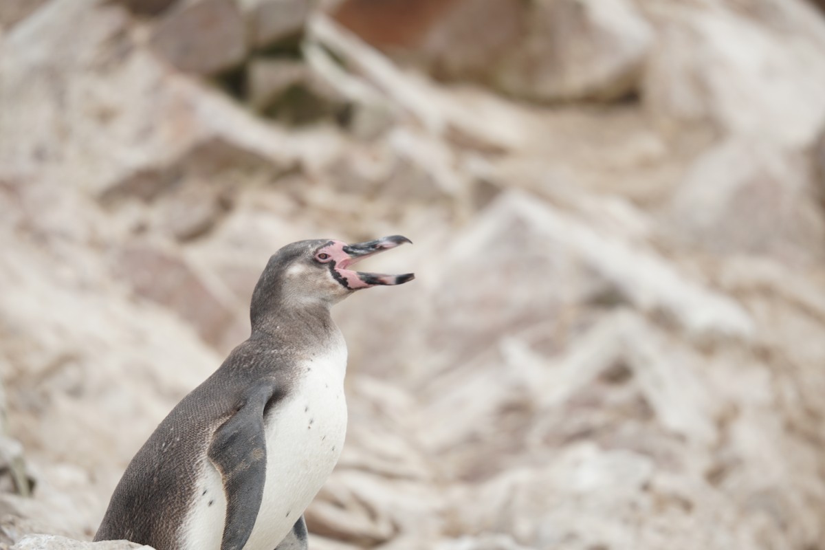 Humboldt Penguin - ML647859505