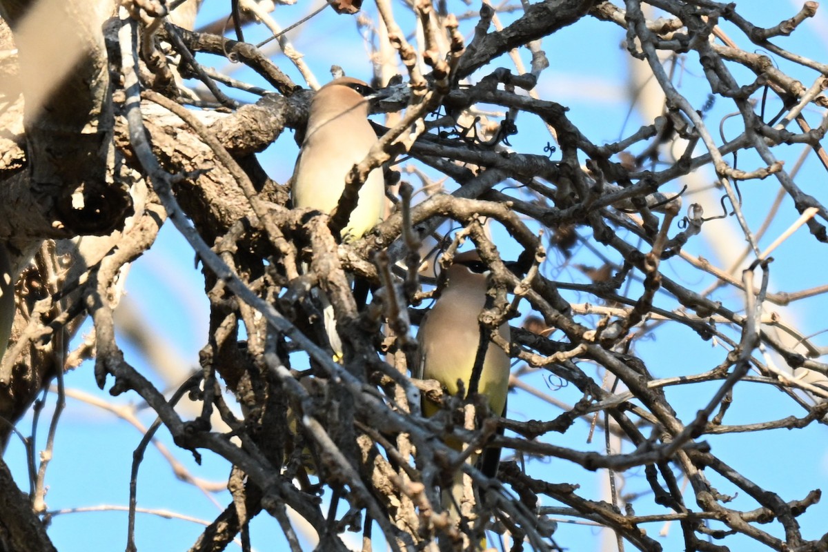 Cedar Waxwing - ML647859507