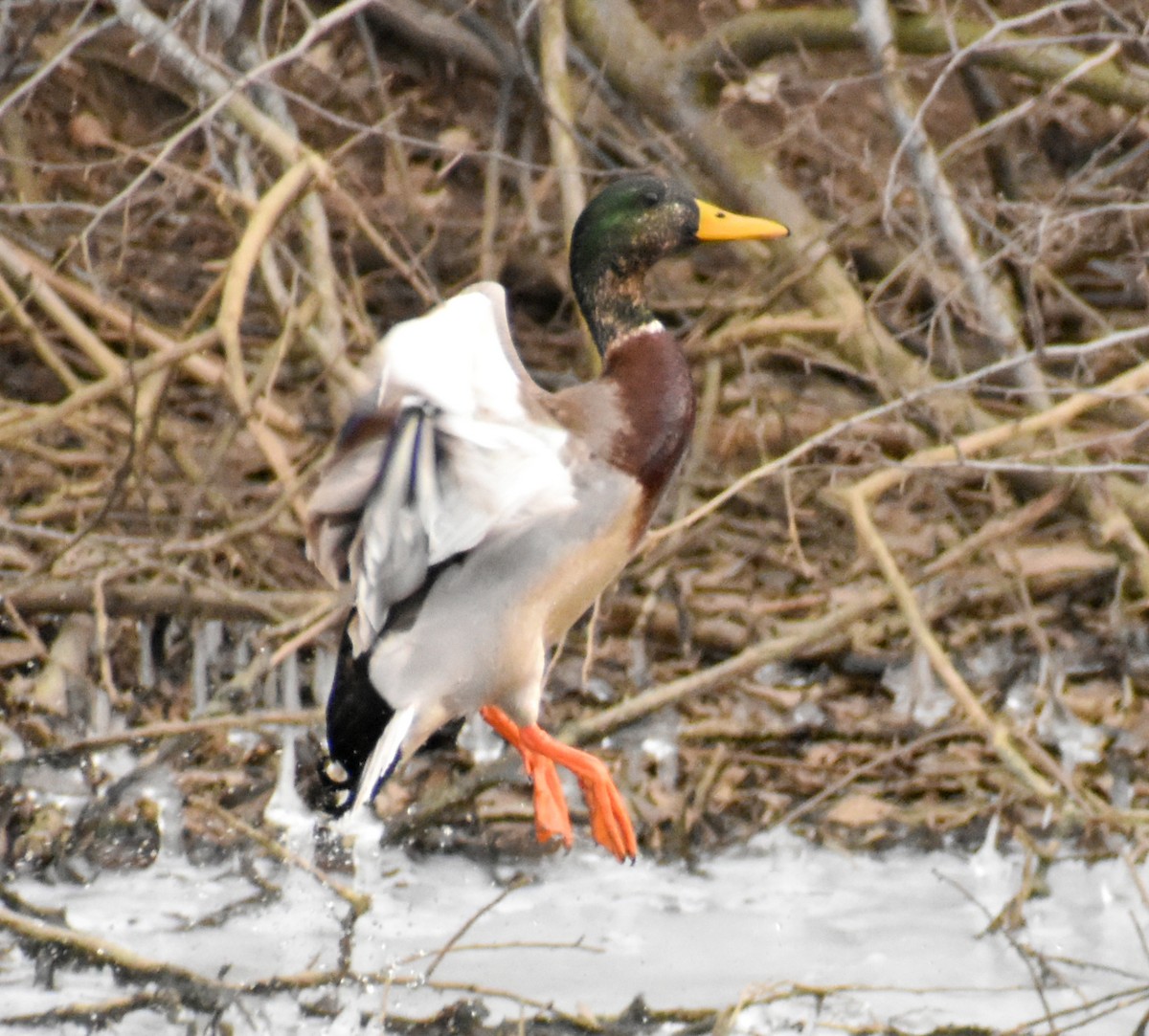 Mallard - ML647859508