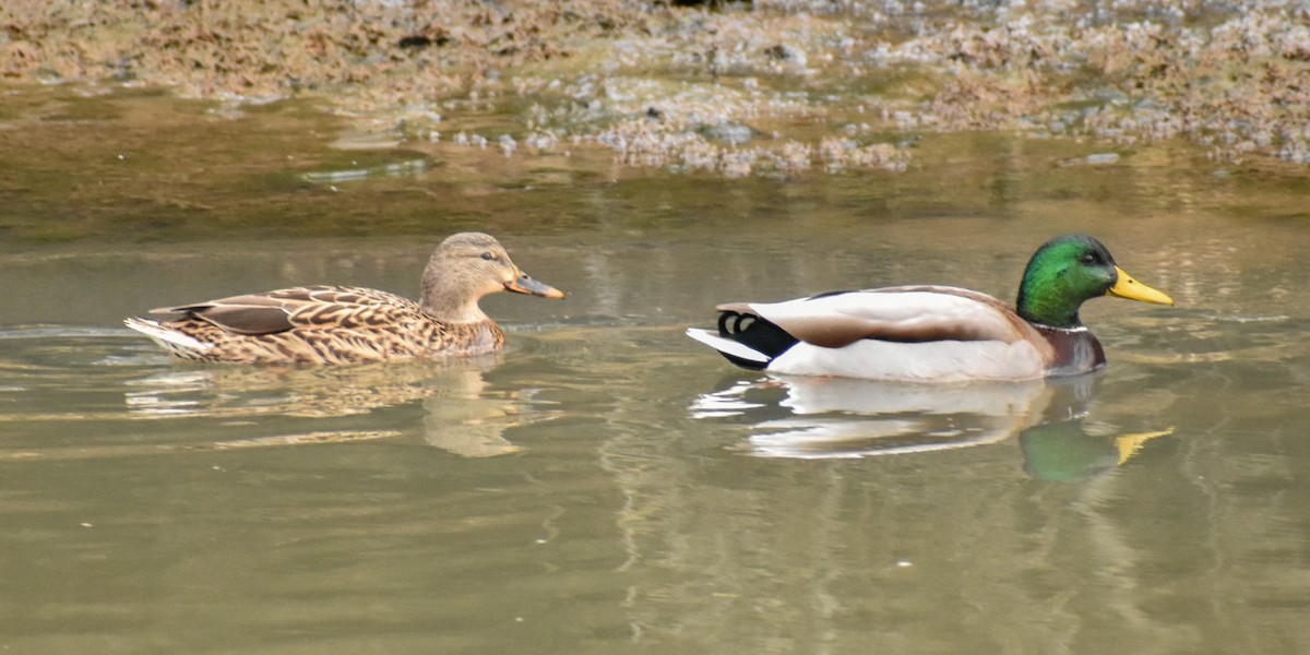 Mallard - ML647859510