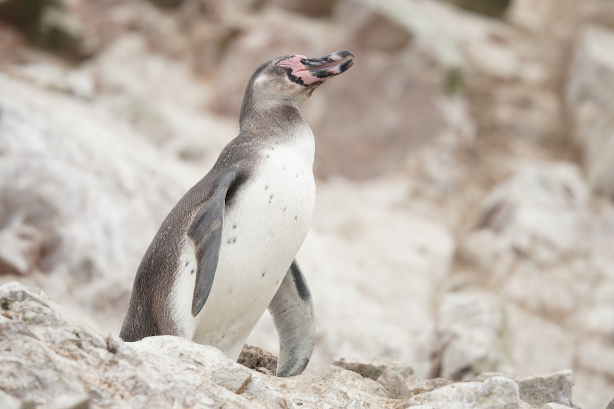 Humboldt Penguin - ML647859511