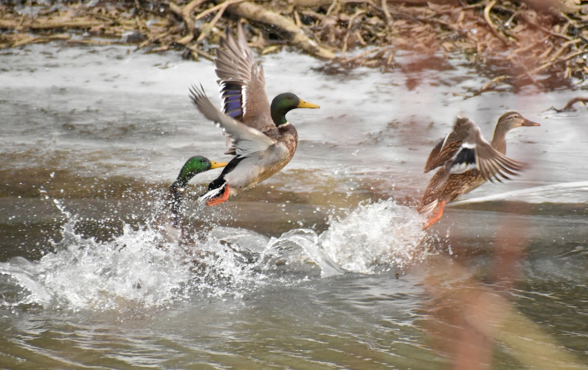 Mallard - ML647859514