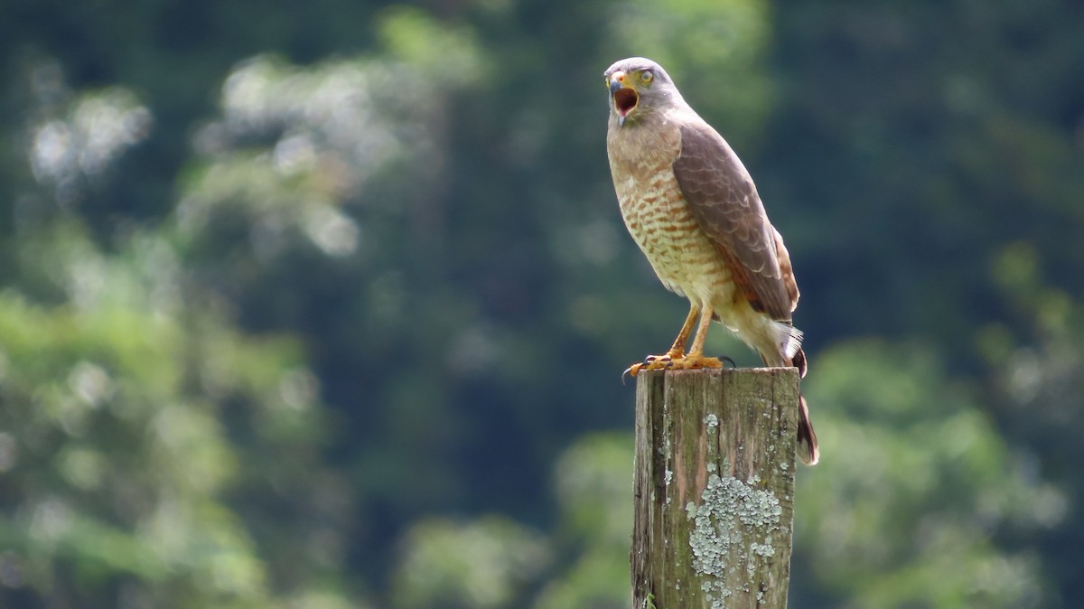 Yol Şahini - ML647859515