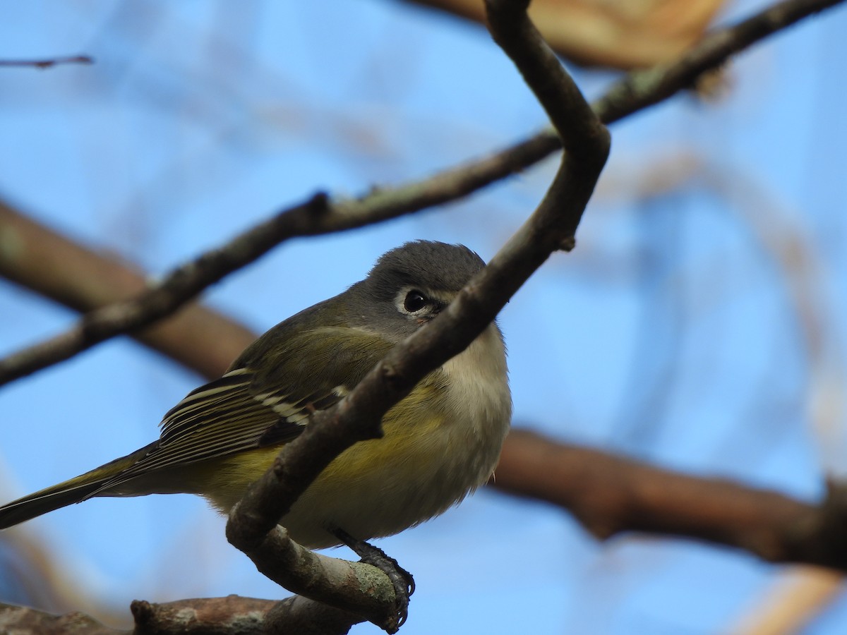 eremittvireo - ML647859516