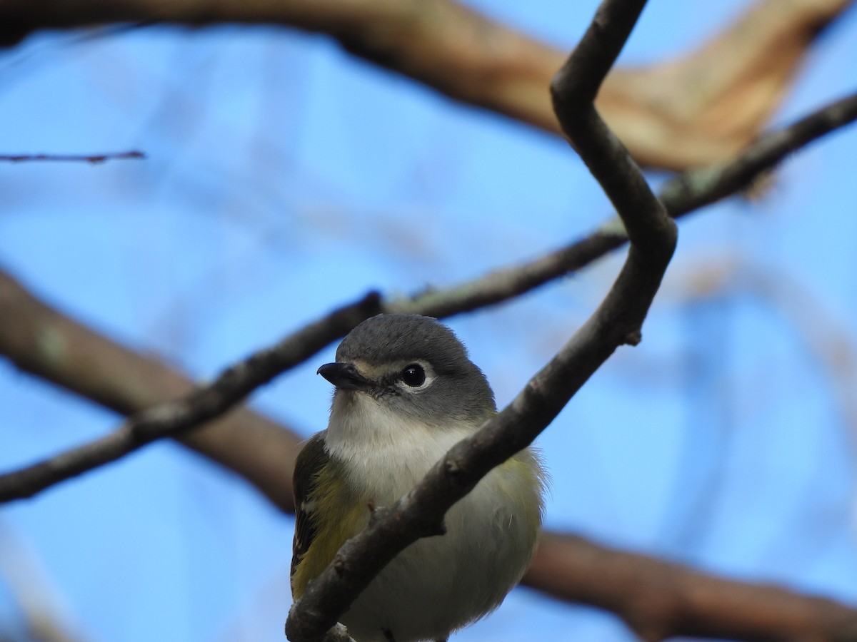 eremittvireo - ML647859517
