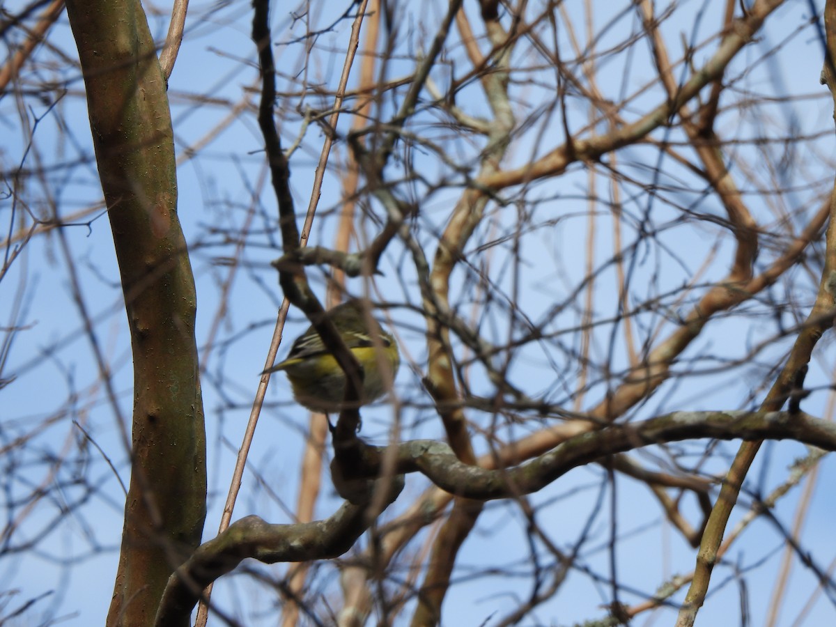 eremittvireo - ML647859518