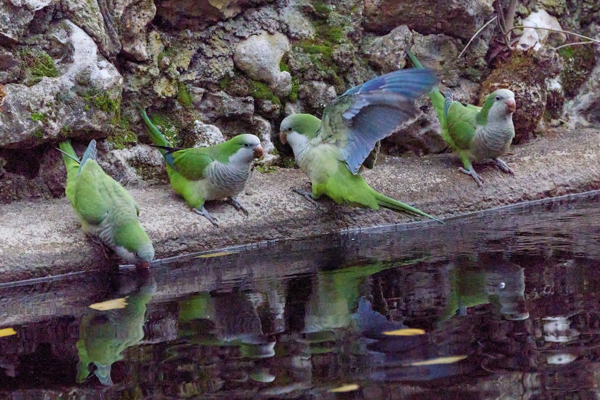 Калита сіроволий - ML647859521