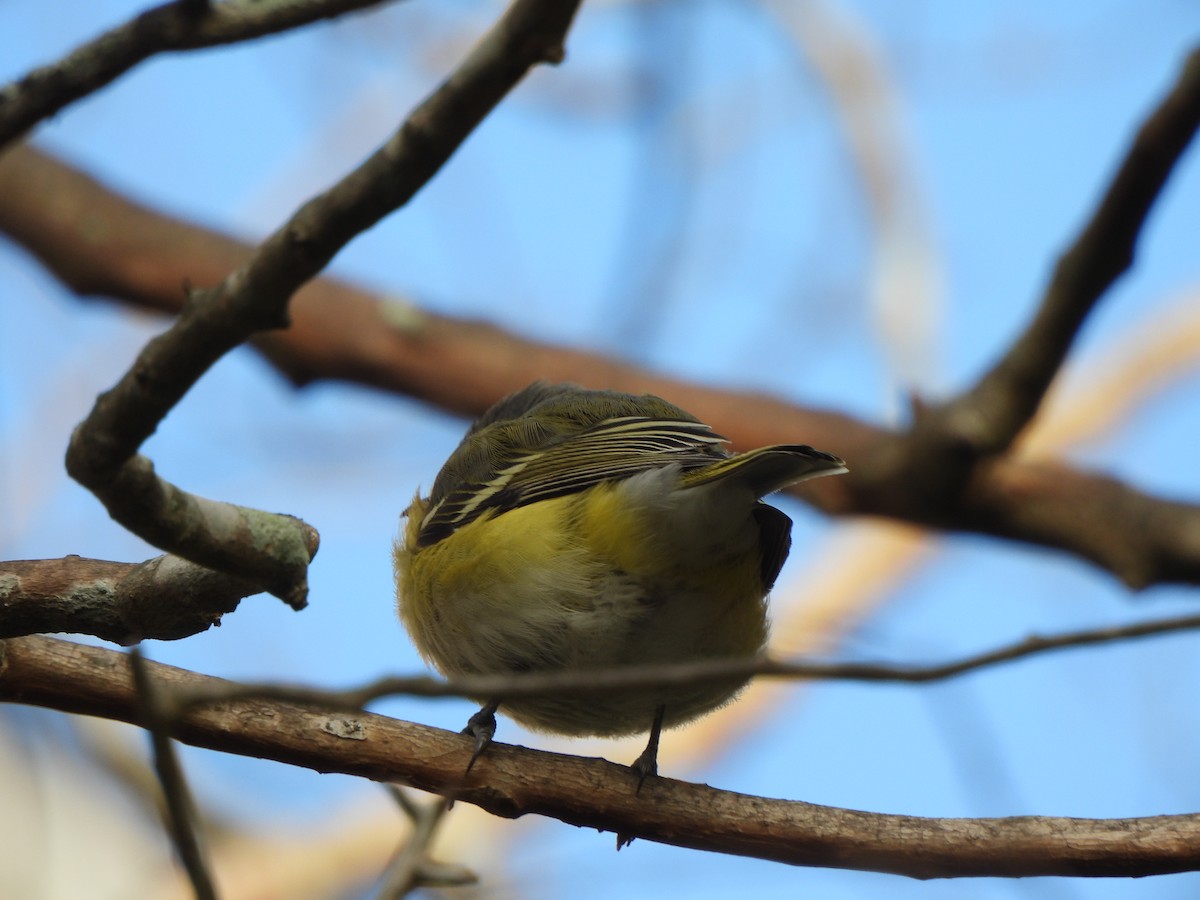 eremittvireo - ML647859522