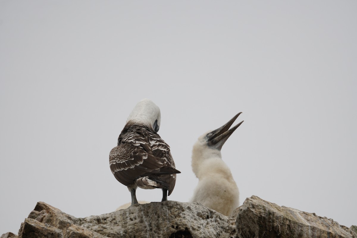 Peruvian Booby - ML647859523