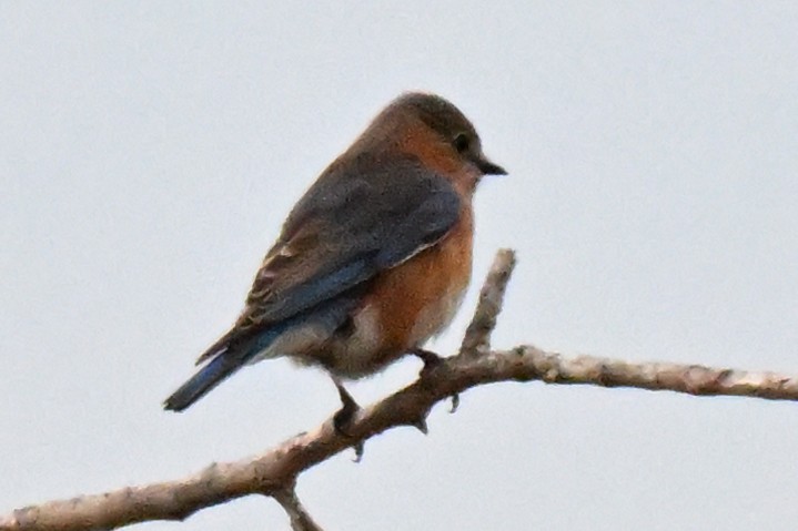 Eastern Bluebird - ML647859526