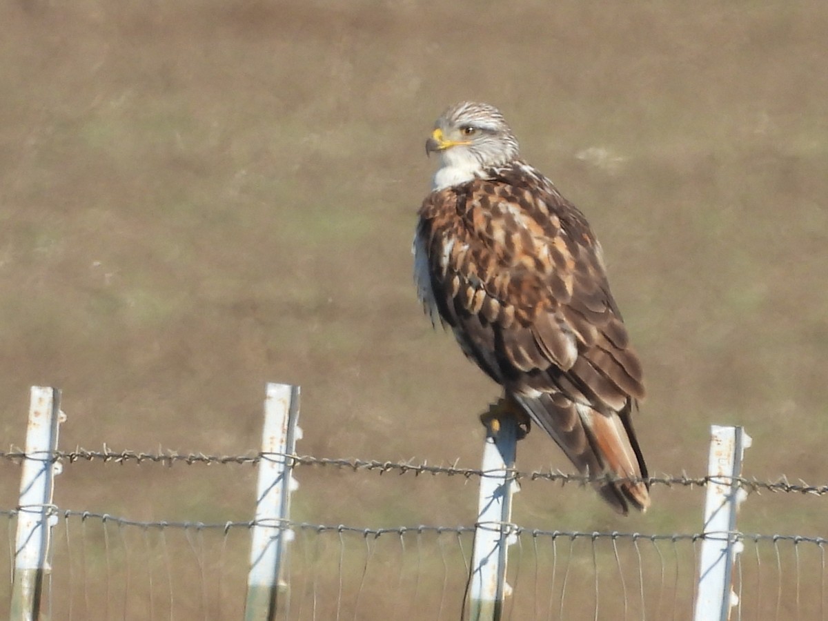 kongevåk - ML647859532