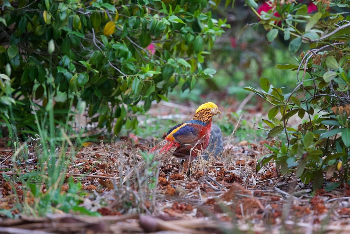 Urre-faisaia - ML647859538