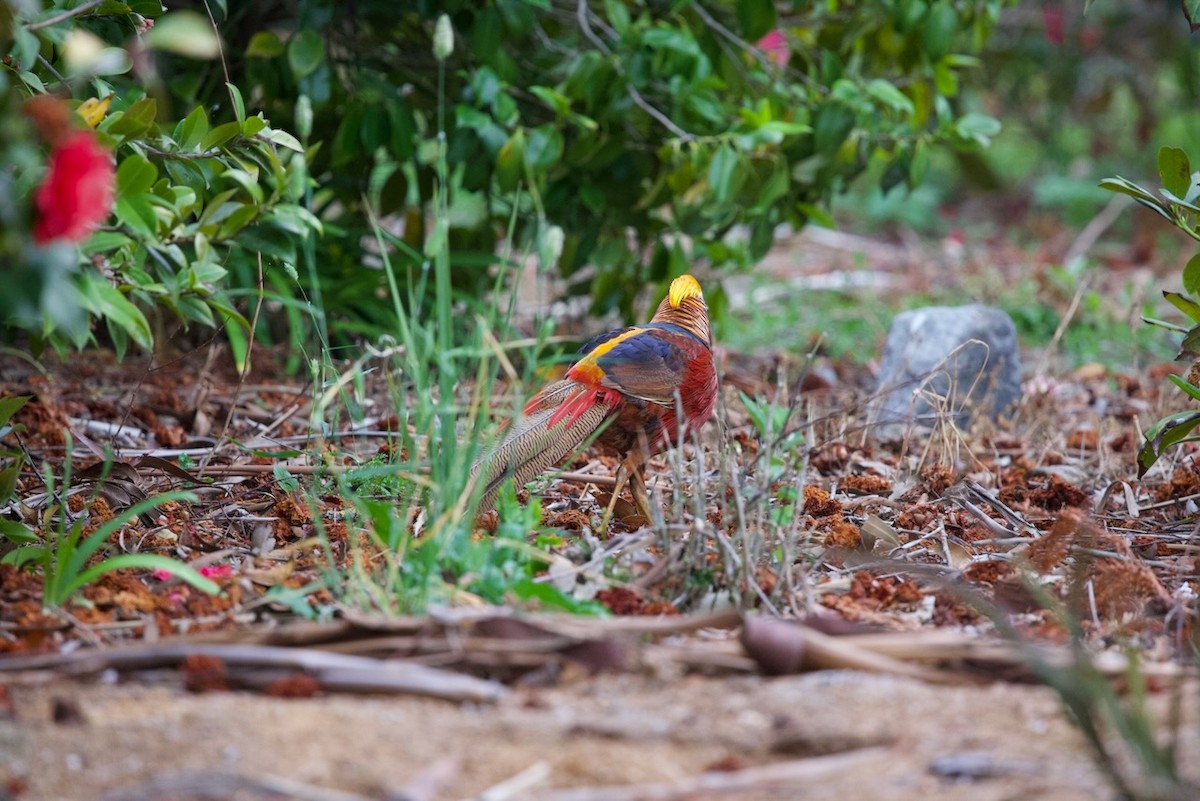 Urre-faisaia - ML647859539