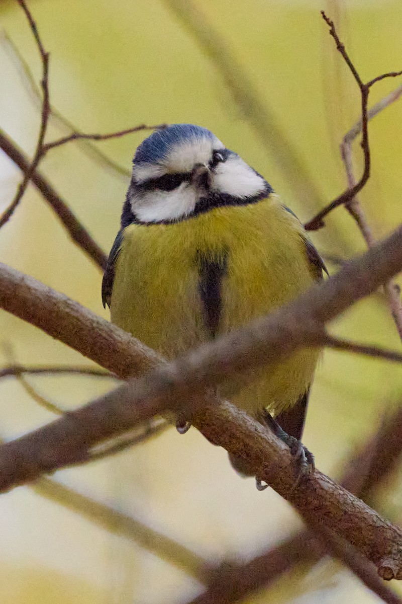 Eurasian Blue Tit - ML647859577