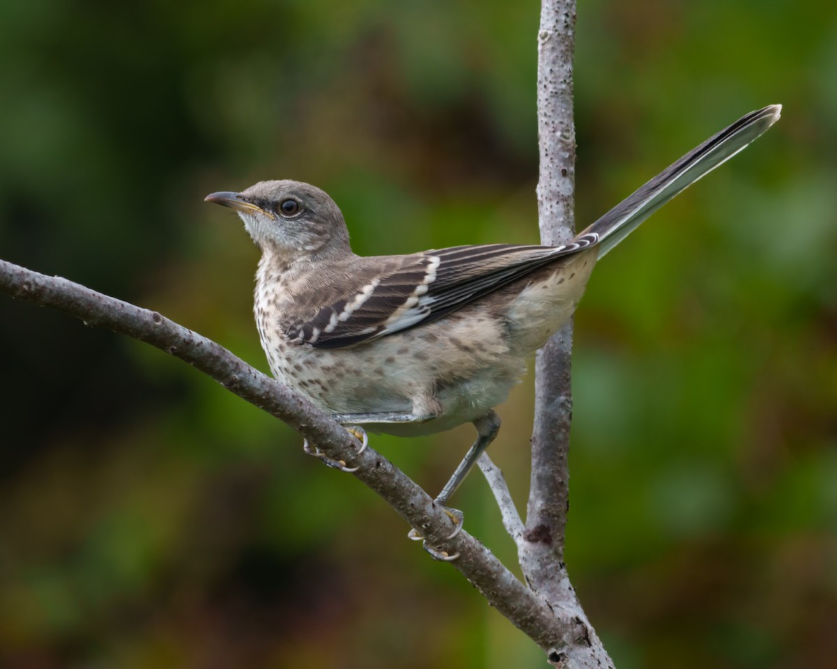 Northern Mockingbird - ML647859593
