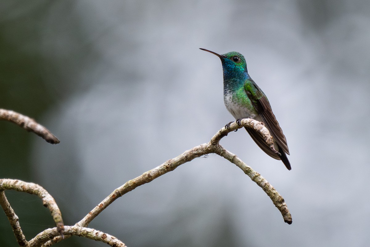 Мангровая амазилия - ML647859612