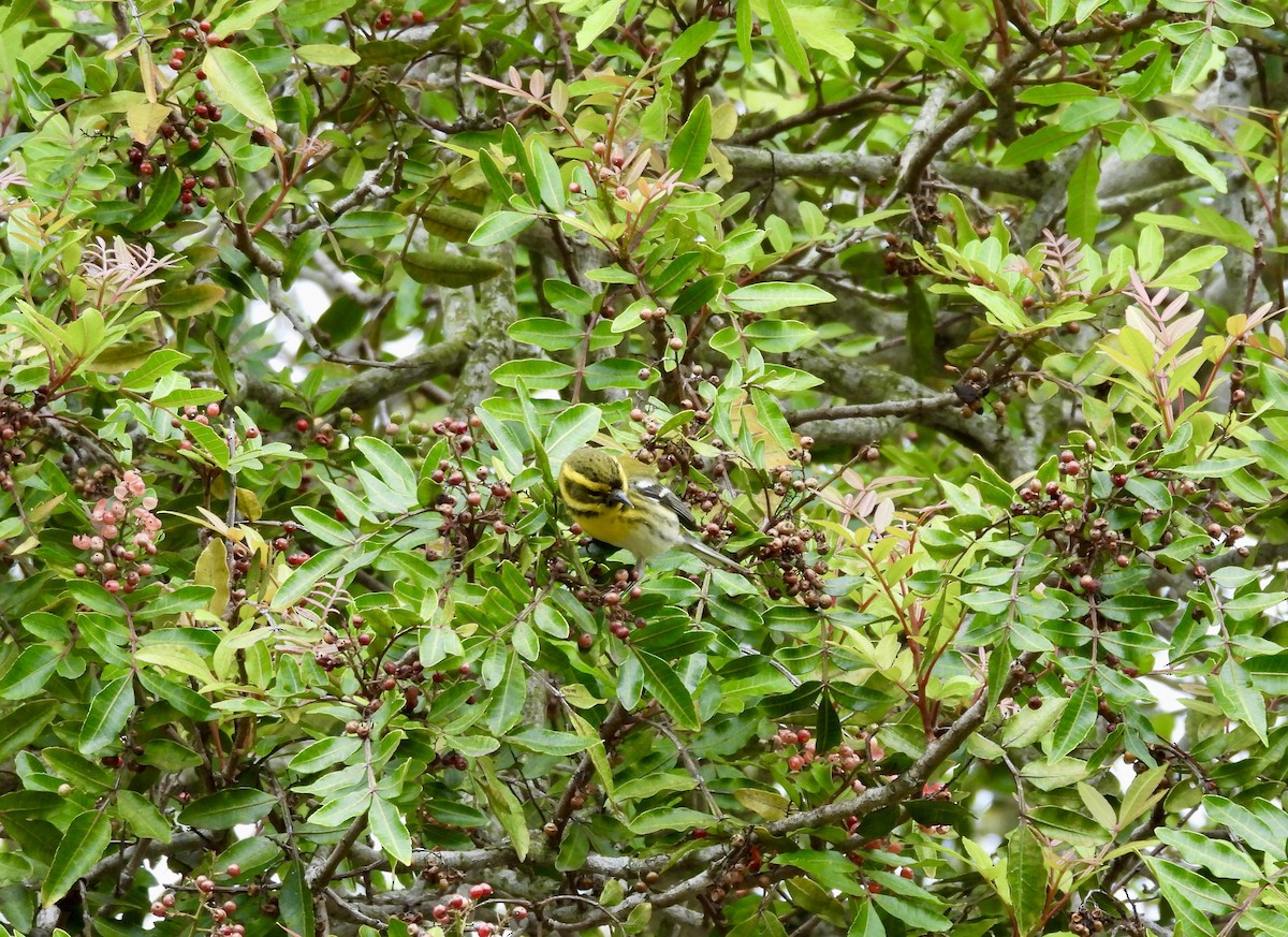 Townsend's Warbler - ML647859617