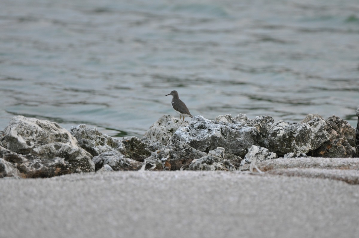 コシグロクサシギ - ML647859651