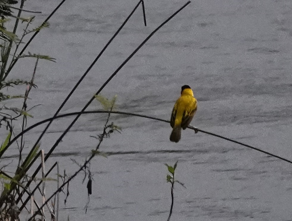 Kara Başlı Dokumacı - ML647859655