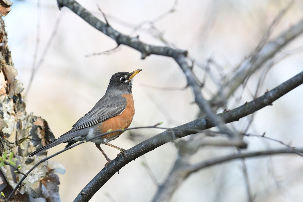 コマツグミ - ML647859707