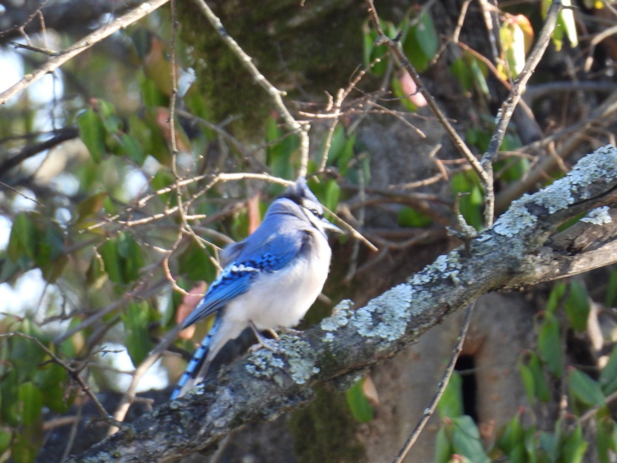Blue Jay - ML647859748