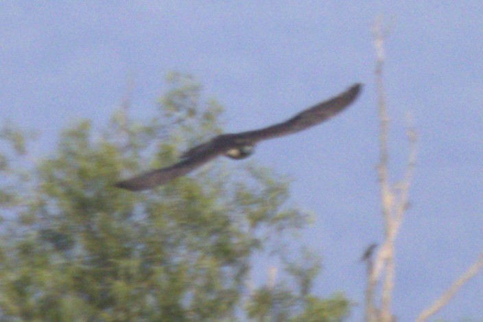 sokol stěhovavý - ML647859760