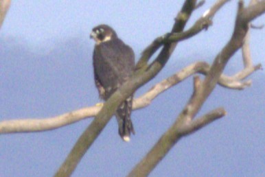 sokol stěhovavý - ML647859761