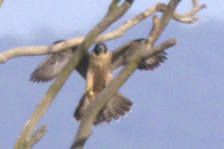 sokol stěhovavý - ML647859762