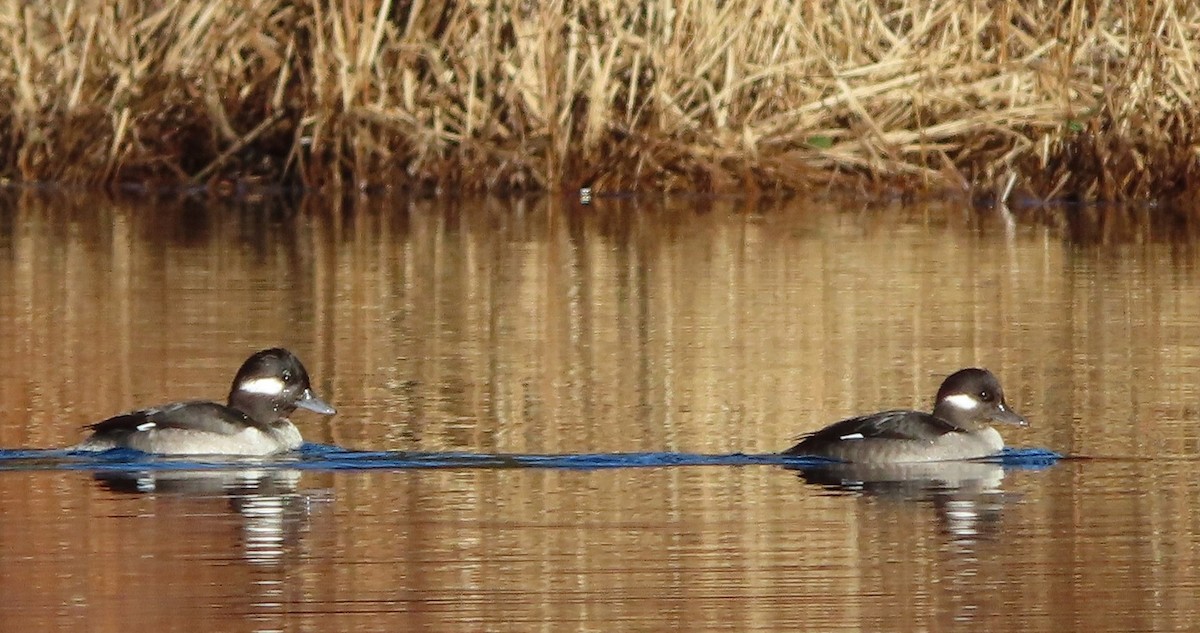 Bufflehead - ML647859783