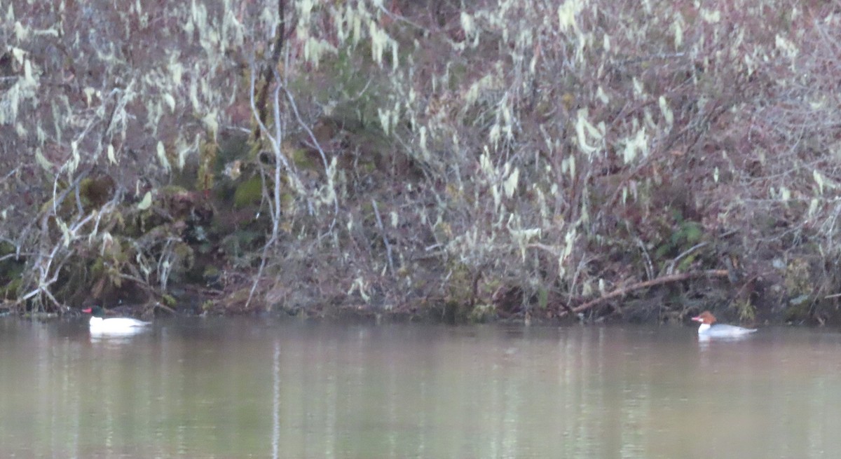 morčák velký - ML647859820