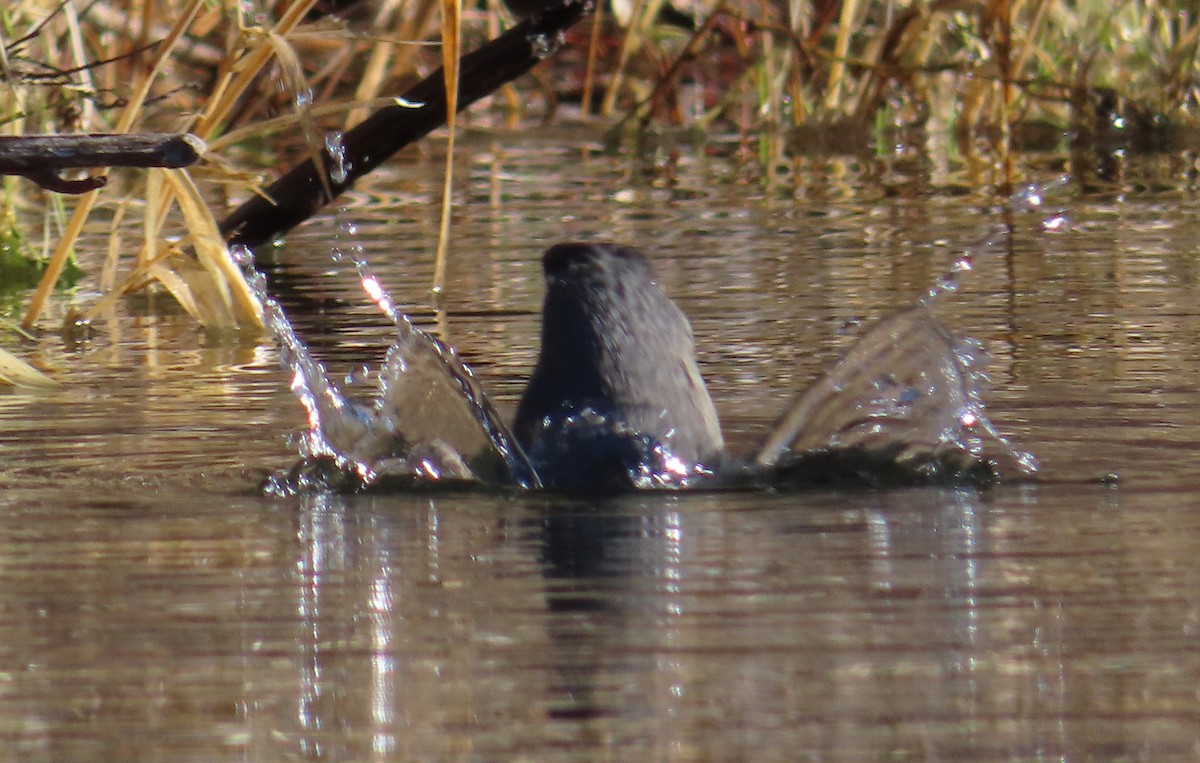 skorec šedý - ML647859829