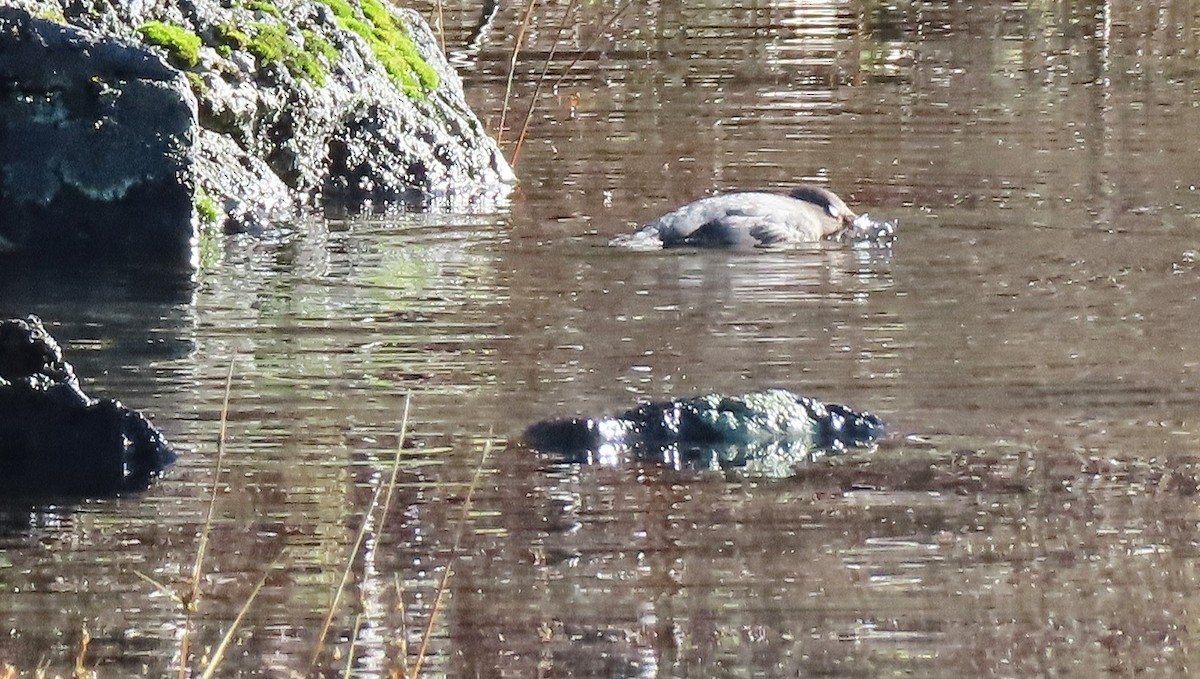 skorec šedý - ML647859830