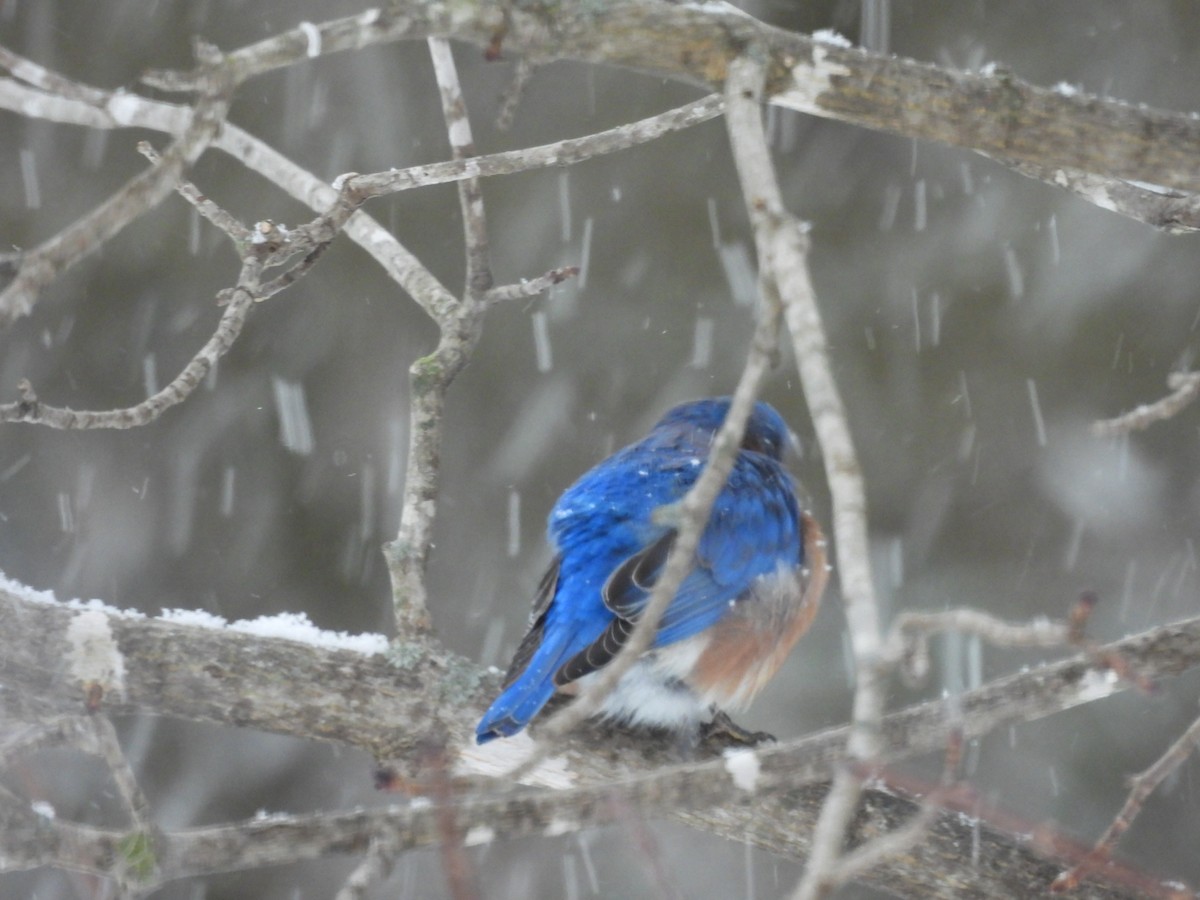 Eastern Bluebird - ML647859842
