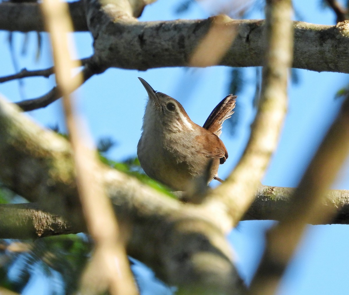 střízlík bělobřichý - ML647859843