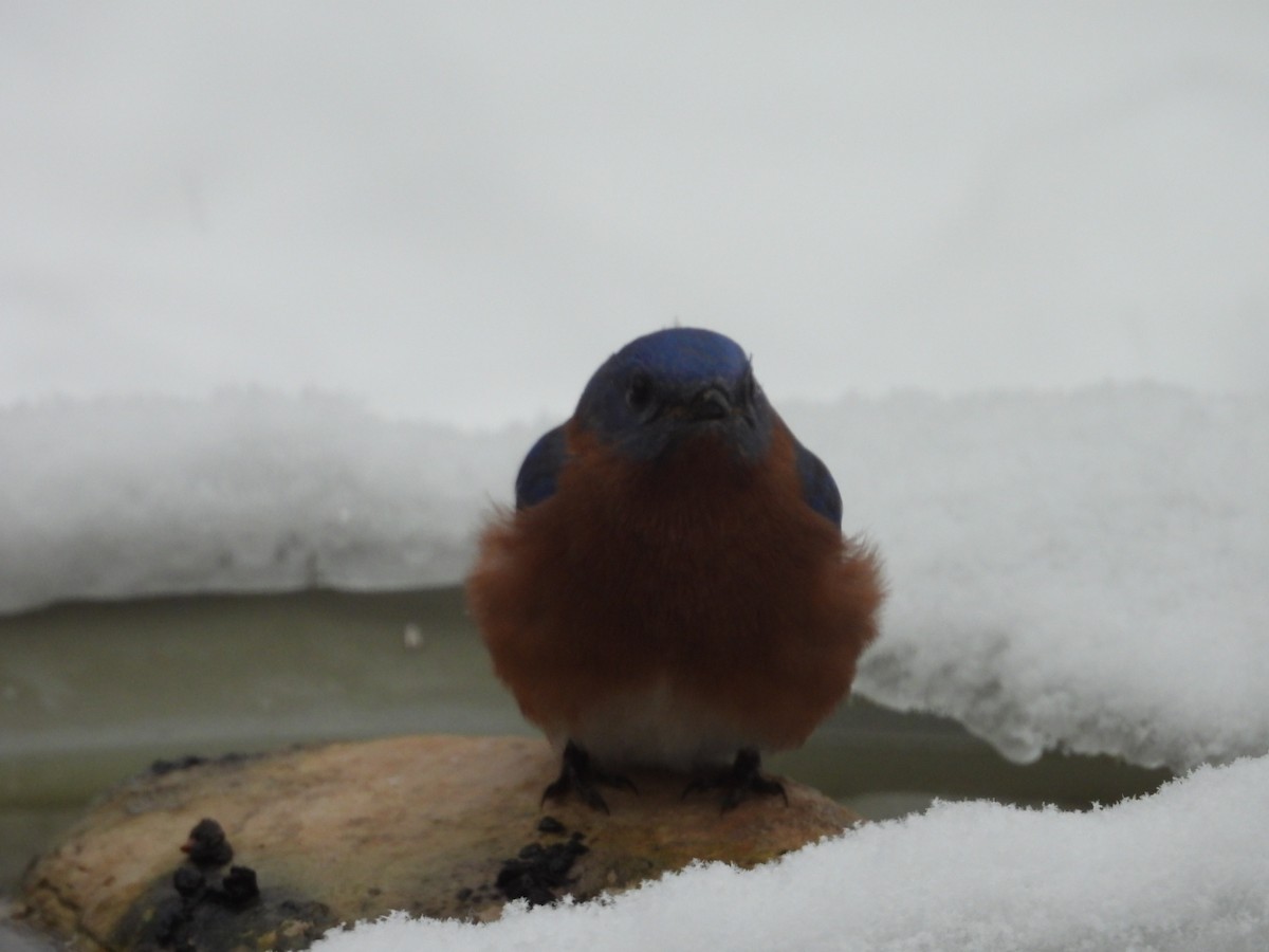 salašník modrý - ML647859848